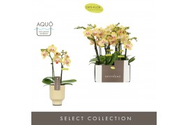 Phalaenopsis multiflora geel Optifriend Stella 2 spike in Emilia Sand 