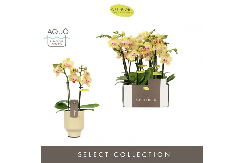 Phalaenopsis multiflora geel Optifriend Stella 2 spike in Emilia Sand  