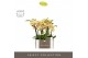 Phalaenopsis multiflora geel Optifriend Stella 2 spike in Emilia Sand  