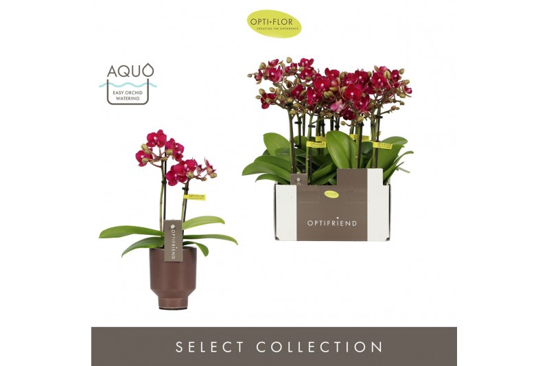 Phalaenopsis multiflora rood Optifriend Lola 2 spike in Emilia Brown A 