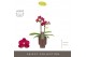 Phalaenopsis multiflora rood Optifriend Lola 2 spike in Emilia Brown A 