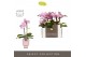 Phalaenopsis multiflora roze Optifriend Lieke 2 spike in Emilia Pink A 
