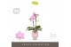 Phalaenopsis multiflora roze Optifriend Lieke 2 spike in Emilia Pink A 