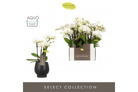 Phalaenopsis multiflora wit Optifriend Sandra 4 spike in Abruzzo Black