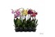 Phalaenopsis mix Phalaenopsis mix - 2 tak 60cm (Quattro)14 bl. 2 tak/p 
