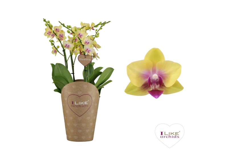 Phalaenopsis multifloratypes floriclone spunky Duetto Multi - Spunky 6 