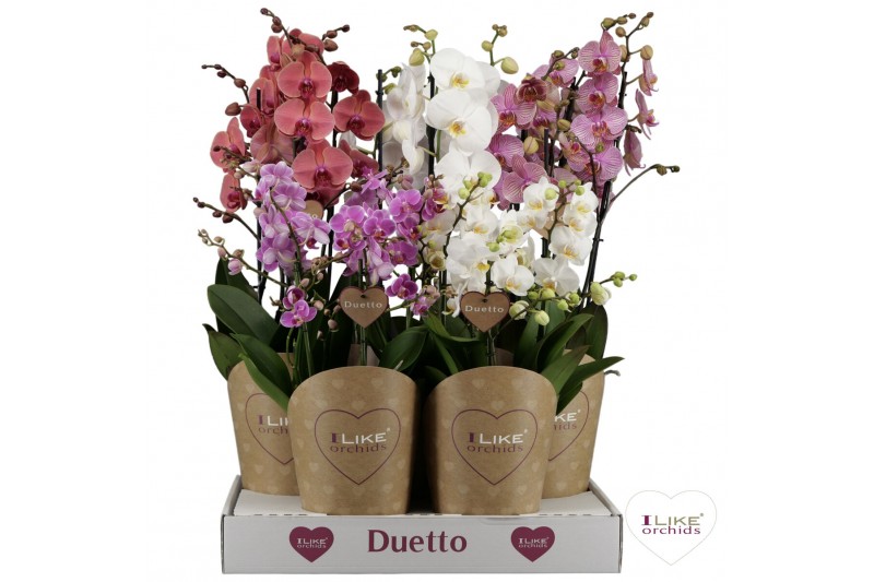 Phalaenopsis mix Duetto combi tray mix (Quattro)40 bl. 4 tak/plnt 