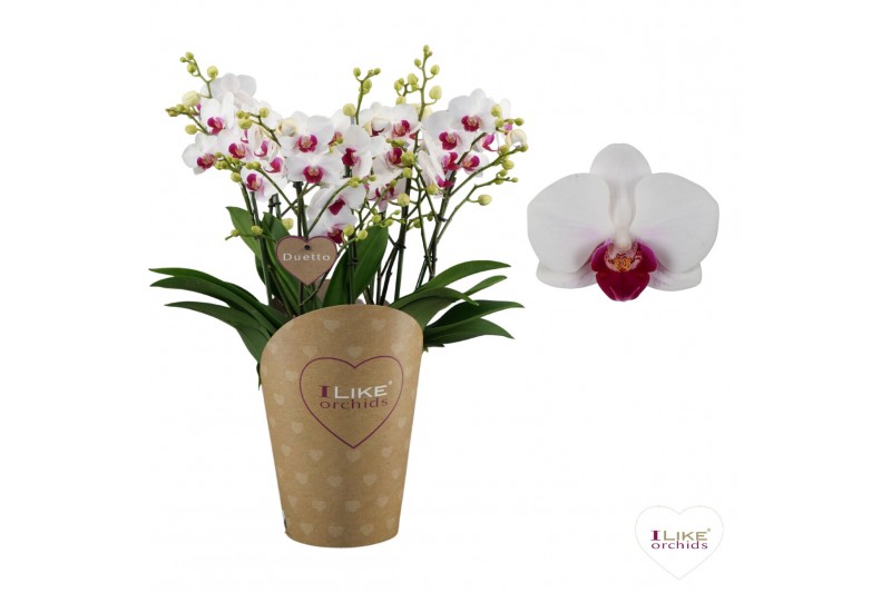 Phalaenopsis multiflora floriclone safe haven Duetto Multi - Safe Have 