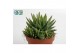 Aloe brevifolia 