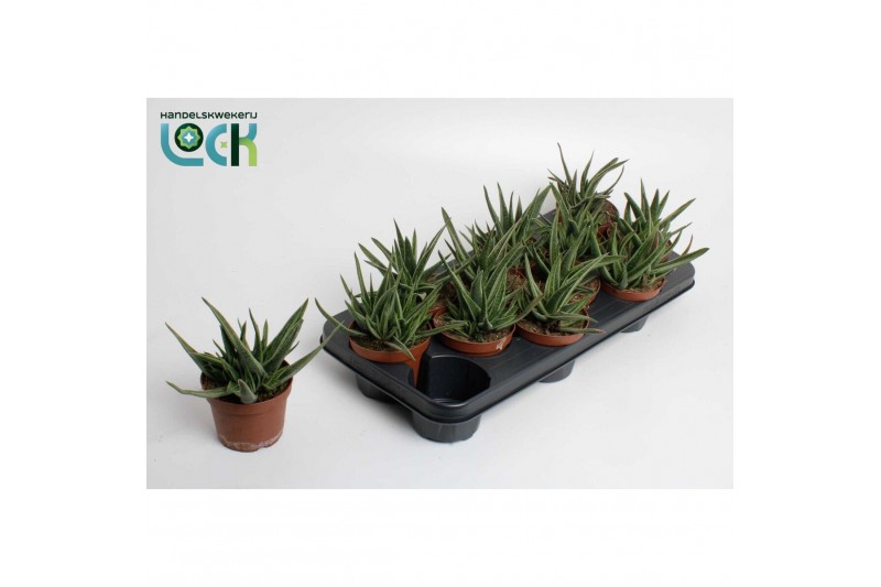 Gasteria Gasteria Doreen 