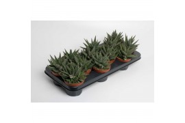 Gasterhaworthia royal highness Haworthia Gasworthia Royal Highness