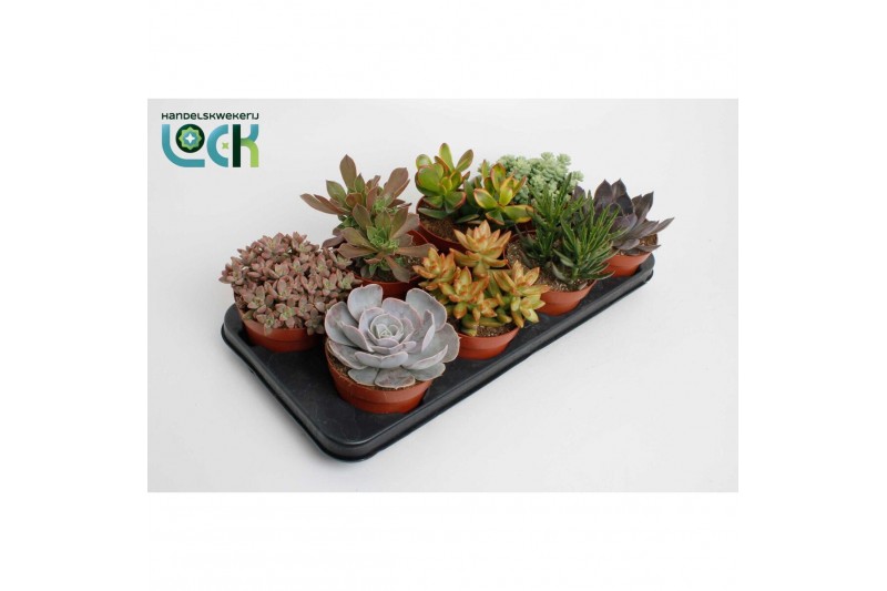Succulenten mix Succulenten Mix UK4 pp 