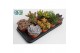 Succulenten mix Succulenten Mix UK4 pp 