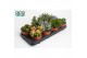 Succulenten mix Succulenten Mix UK4 pp 