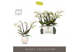 Phalaenopsis multiflora wit Theatro Funk 4 spike in Abruzzo White Aquo