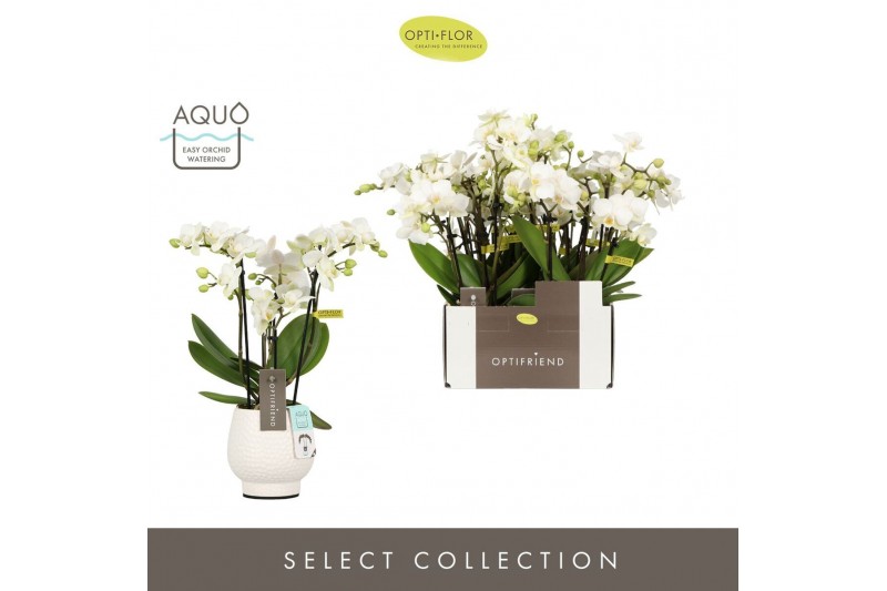 Phalaenopsis multiflora wit Optifriend Sandra 4 spike in Abruzzo White 