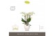 Phalaenopsis multiflora wit Optifriend Sandra 4 spike in Abruzzo White 