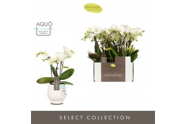 Phalaenopsis multiflora wit Optifriend Sandra 3 spike in Abruzzo White