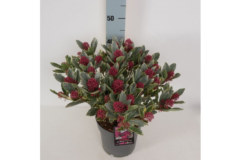 Skimmia japonica perosa Skimmia jap. Perosa15 bl. 