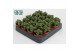 Crassula springtime Crassula Spring Time 