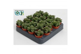 Crassula springtime Crassula Spring Time