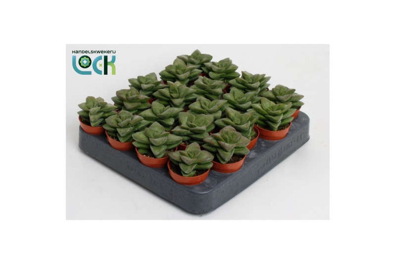 Crassula springtime Crassula Spring Time 