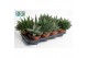 Gasteria mix 