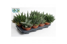Gasteria mix