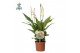 Spathiphyllum chopin Spathiphyllum 9 cm Chopin Air so Pure - WOW etike 