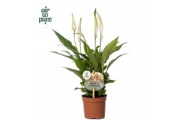 Spathiphyllum chopin Spathiphyllum 9 cm Chopin Air so Pure - WOW etike