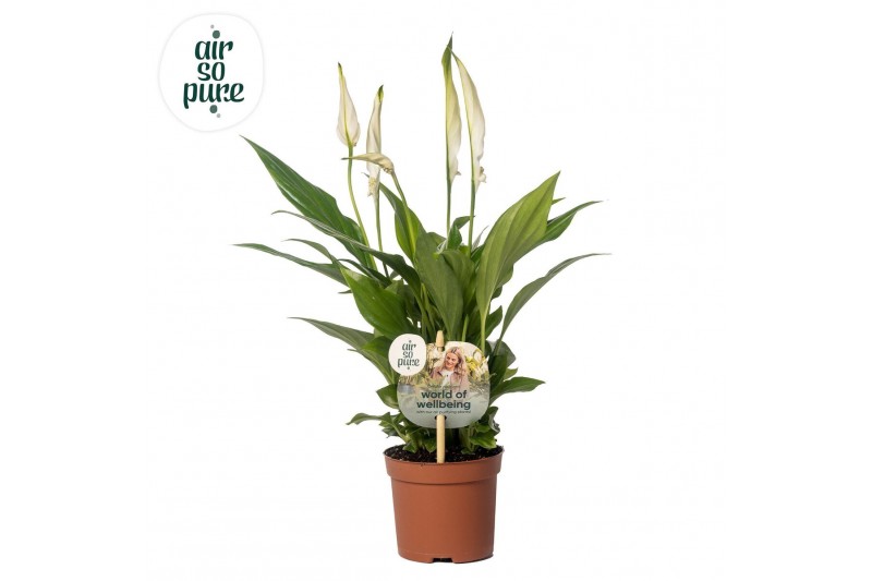 Spathiphyllum chopin Spathiphyllum 9 cm Chopin Air so Pure - WOW etike 