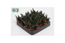 Gasterhaworthia royal highness Haworthia Gasworthia Royal Highness