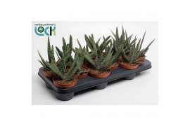 Gasteria Gasteria Carinata Big Ben