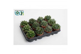 Haworthia Glasworthia Truncata mix