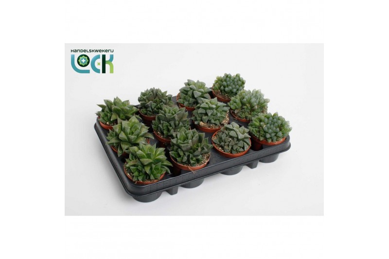 Haworthia Glasworthia Truncata mix 