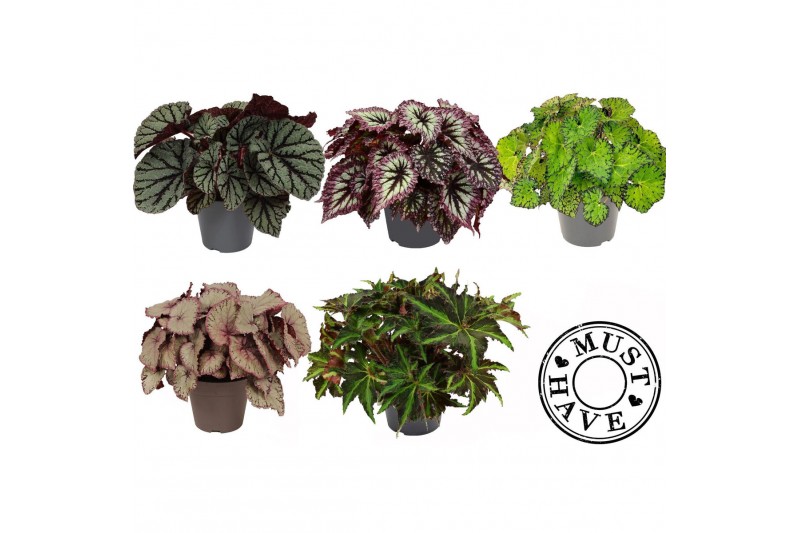 Begonia blad beleaf mix Bladbegonia Rex Mix in Floratino2 pp 
