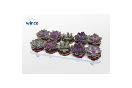 Echeveria mix Echeveria Pink Mix (3spc.)