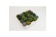 Succulenten mix Succulenten Mix UK3 pp 