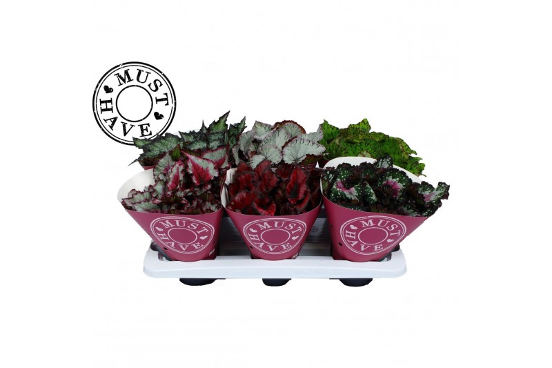 Begonia blad beleaf mix Bladbegonia Rex Special Mix MUST HAVE1 pp 