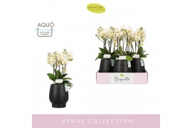 Phalaenopsis multiflora wit Boquetto Beauty 3-5 spike in Abruzzo Black