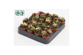 Succulenten Annecampseros Tricolorpp