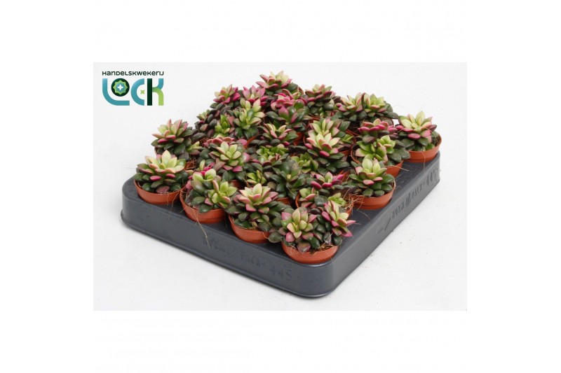 Succulenten Annecampseros Tricolorpp 