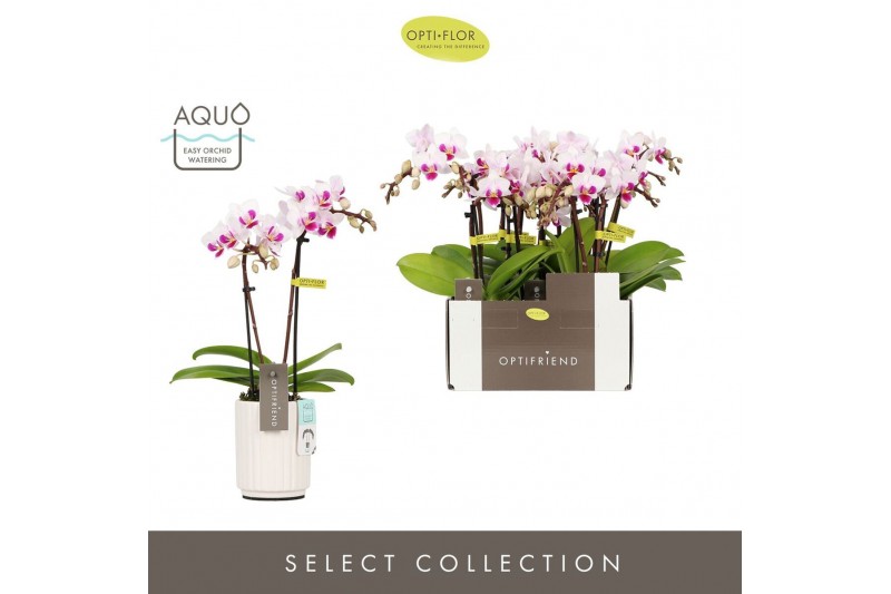 Phalaenopsis multiflora Optifriend Alice 2 spike in Molise White Aquo1 
