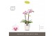 Phalaenopsis multiflora Optifriend Alice 2 spike in Molise White Aquo1 