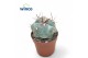 Cactus Thelocactus Hexaedrophorus 