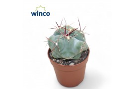 Cactus Thelocactus Hexaedrophorus