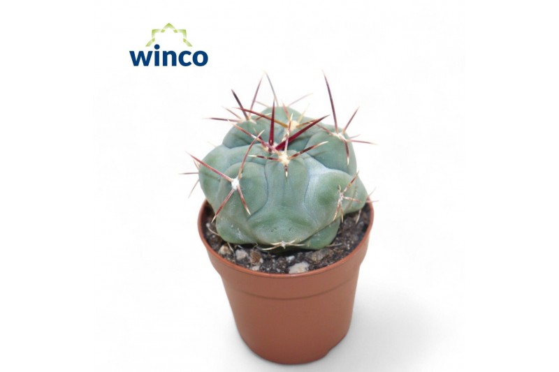 Cactus Thelocactus Hexaedrophorus 