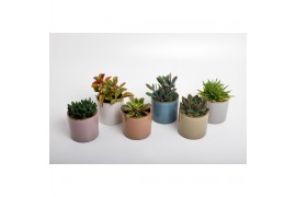 Succulenten Succulenten mix in Vera keramiek