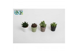 Succulenten mix Succulenten in Sven kleuren mix