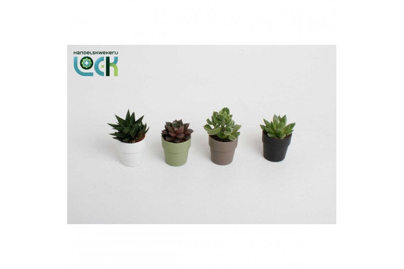 Succulenten mix Succulenten in Sven kleuren mix 